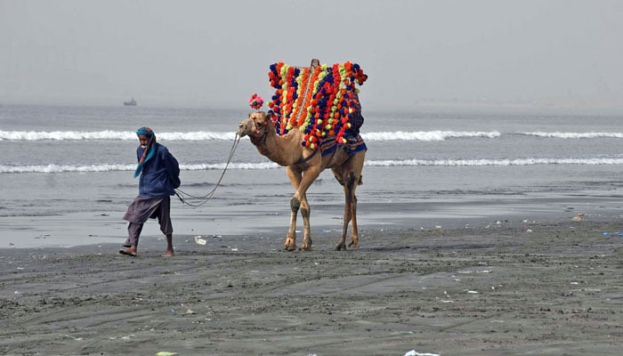 A camel rider walking as wait for customer at Sea View in Karachi on December 17, 2024. — Online