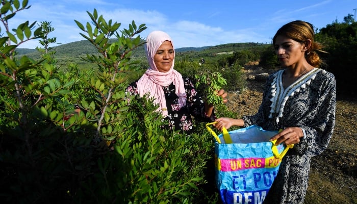 Women harvest aromatic and medicinal plants in the mountains of Tbainia village near Ain Drahem, in Tunisia, on November 6, 2024. —AFP