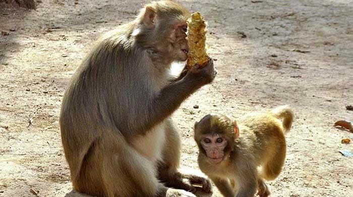 Human feeding ‘blamed’ for rise in monkey death toll in national parks