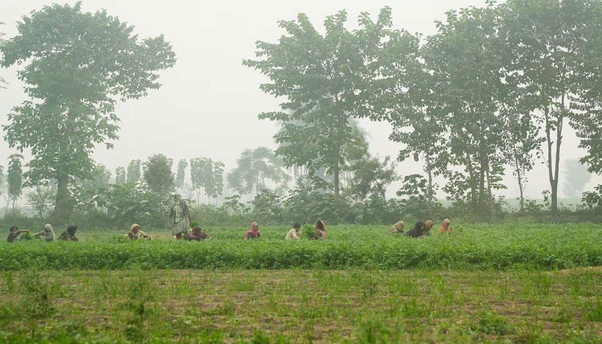 People work in a coriander field amid smog on the outskirts of Lahore, November 7, 2024. — Reuters