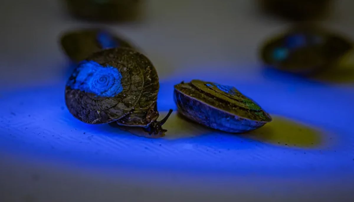 The marked snails pictured in this undated photograph. — Chester Zoo/File