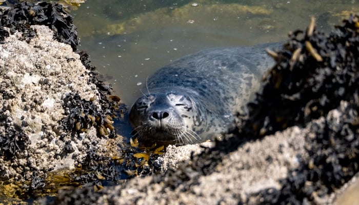 A representational image of a seal pup sleeping. — Unsplash/File