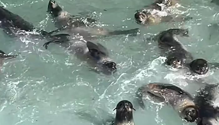 Some of the fur seal pups swimming about and resting in an inlet at the Farallon Islands National Wildlife Refuge off the coast of San Francisco. — Facebook/US Fish and Wildlife Service