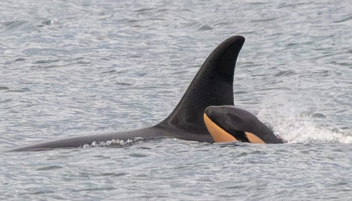 J35 with her calf J61 that died, December 22, 2024. — Facebook/Center for Whale Research