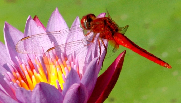 A dragonfly rests on a blade of a lotus flower at a lake on the outskirts of Agartala, capital of Indias northeastern state of Tripura December 8, 2006. — Reuters