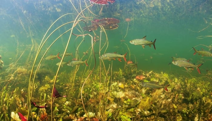 African tiger fish (Hydrocynus vittatus) swim in the Okavango river, Botswana in this undated picture. — Reuters/File