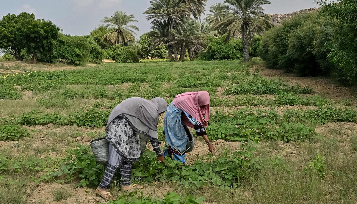 This photo taken on November 13, 2024 shows Aneesa Haroon (right) and Zulekha Mahmood working at a field after finishing school in Abdullah Goth village on the outskirts of Karachi. — AFP