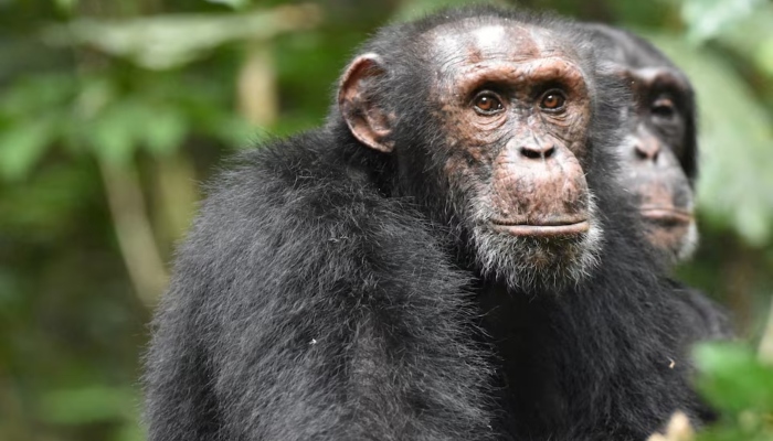 Chimpanzees can be seen in the West African forests of Cote dIvoire, in this undated handout photograph. — Reuters