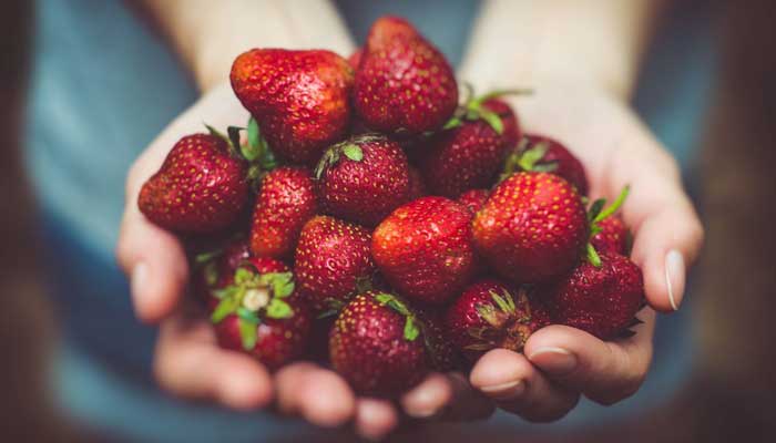 A representational image showing a person holding strawberries in palms. — Unsplash/File