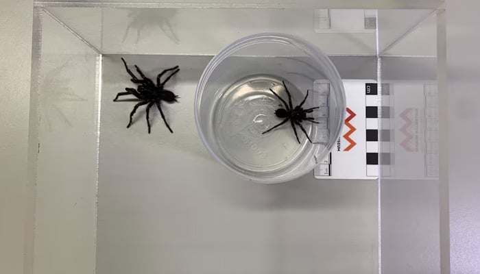 A new species of Funnel Web Spider named Atrax christenseni and nicknamed Big Boy is pictured next to the Sydney Funnel Web Spider in a container at the Australian Museum in Sydney, Australia January 14, 2025. — Reuters