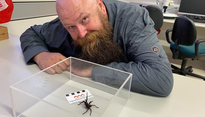 Spider enthusiast and former Head of Spiders at the Australian Reptile Park Kane Christensen sits near a new species of Funnel Web Spider named Atrax christenseni, after Christensens contributions to the research, and nicknamed Big Boy, at the Australian Museum in Sydney, Australia January 14, 2025. — Reuters