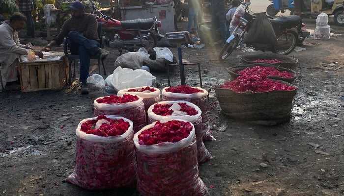 Desi gulaab, stored in plastic bags, filling the air with their enchanting fragrance. — Reporter