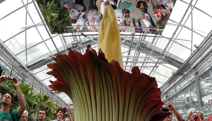 Visitors get a load of a blooming corpse flower in Basel, Switzerland in 2013. — Reuters