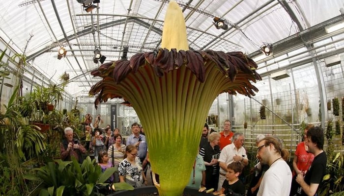 Visitors look at a blooming Titan Arum (Amorphophallus titanum), one of the worlds largest and rare tropical flowering plants, at Basels Botanical Garden September 29, 2014. — Reuters