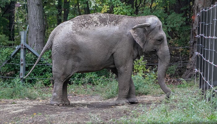 An elephant named Happy is pictured in the Bronx Zoo, in New York City, New York, US, in this undated social media photo. — Reuters