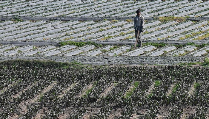 A farmer harvests strawberries at a field on the outskirts of Lahore on January 23, 2025. — AFP