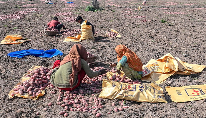 Farmers harvest potatoes at a field on the outskirts of Lahore on January 23, 2025. — AFP