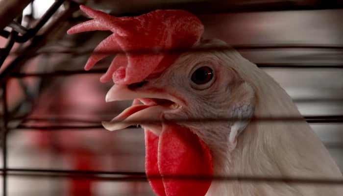 A chicken is caged on a farm where thousands of birds are produced in Tepatitlan, Mexico, on June 6, 2024. — AFP