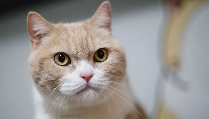 A ginger tabby cat looks on in this undated photograph. — AFP/File