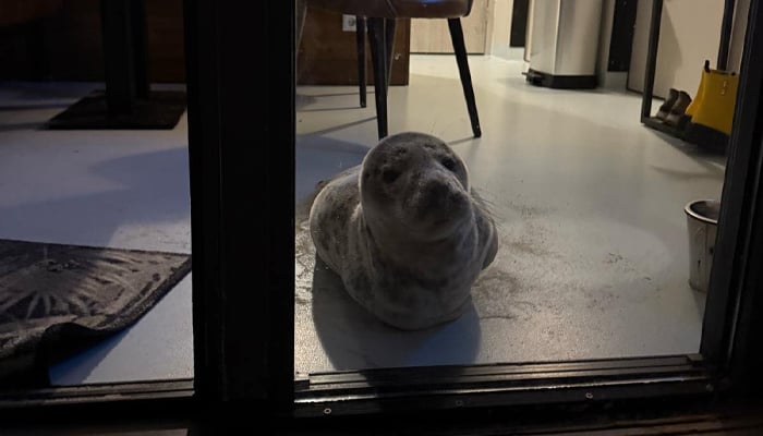 The seal found by a woman in her room at a Dutch hotel on February 5, 2025. — Facebook/Stichting Dierenwelzijn Zeeland