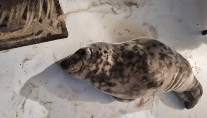 The seal found by a woman in her room at a Dutch hotel on February 5, 2025. — Facebook/Stichting Dierenwelzijn Zeeland