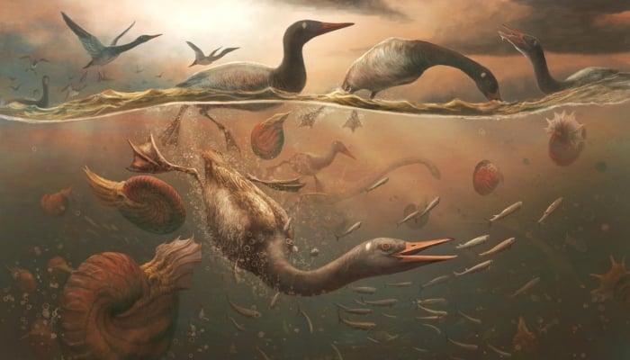 A Cretaceous Period bird called Vegavis iaai pursuit diving for fish in the shallow ocean off the coast of the Antarctic peninsula, with nautilus-like ammonites and marine reptiles called plesiosaurs nearby, about 69 million years ago, is seen in this illustration image released on February 5, 2025. — Reuters