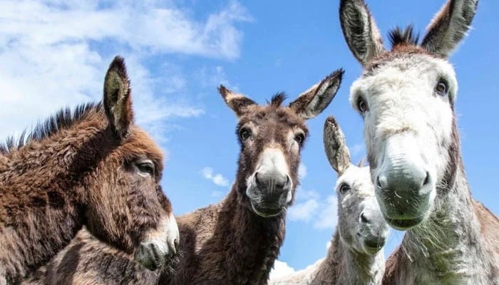 A group of donkeys on a farm. - AFP / File