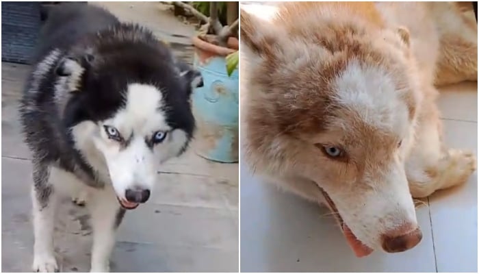 Pair of huskies stolen from bungalow in Karachi. — Reporter