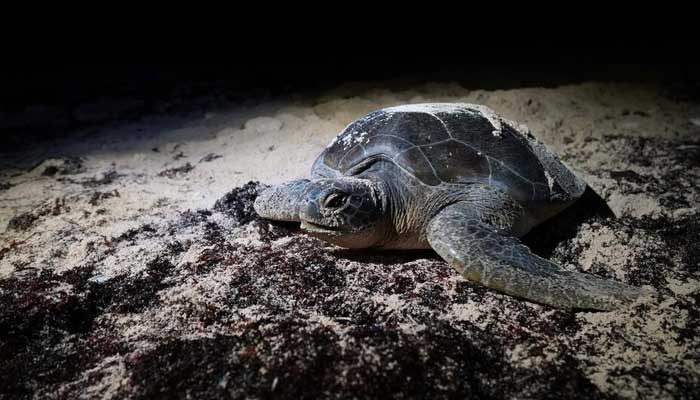 A green sea turtle returns to the sea after laying eggs on the beach in Guanahacabibes Peninsula, Cuba, June 28, 2022. — Reuters