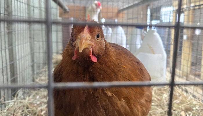 A hen for sale sits in its cage at Wabash Feed & Garden store in Houston, Texas, on February 10, 2025. — AFP