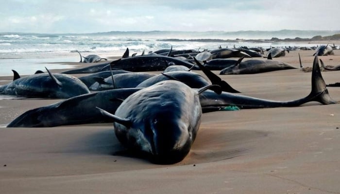 A handout photo taken and released on February 19, 2025 by the Department of Natural Resources and Environment Tasmania shows dolphins stranded on a beach near Arthur River on the west coast of Tasmania, Australia. — AFP