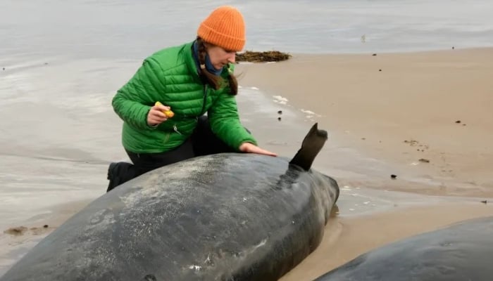 An official checks dolphins stranded on a beach near Arthur River on the west coast of Tasmania, Australia, on February 19, 2025. — AFP