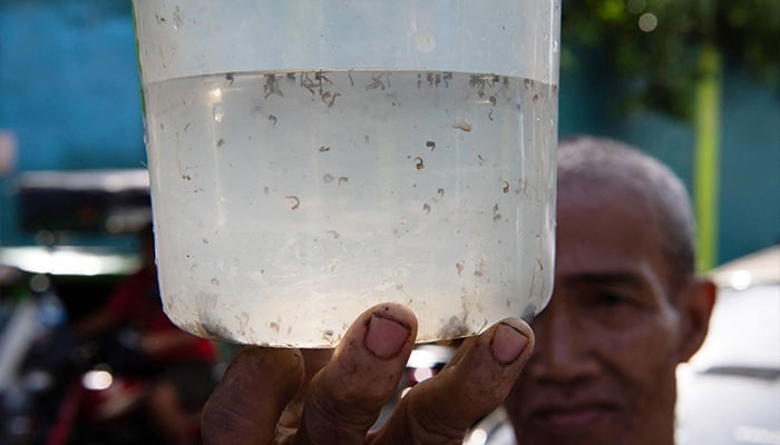 Resident Miguel Labag shows a plastic container with mosquito larvaes as he prepares to hand them over in exchange for pesos as part of the peso for a mosquito programme to eradicate dengue at a village in Manila on February 19, 2025. — AFP