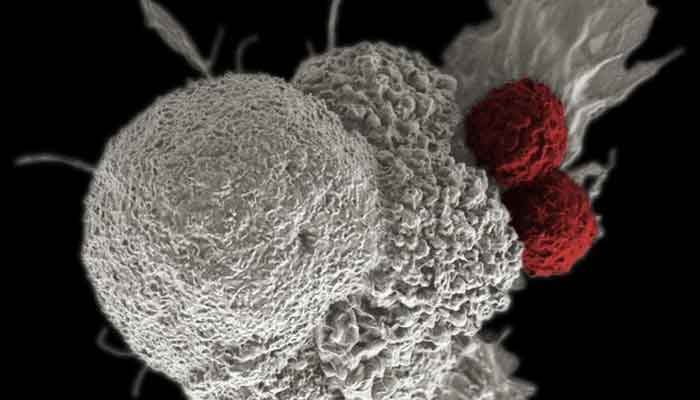 A cancer cell (white) being attacked by two cytotoxic T cells (red), part of a natural immune response triggered by immunotherapy. — Reuters/File