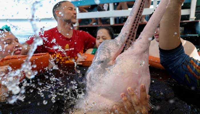 Physiotherapist Igor Simoes Andrade and young people with disabilities swim with pink dolphins (Inia geoffrensis) on the Rio Negro river in Iranduba, Amazonas state, Brazil, on February 20, 2025. — AFP