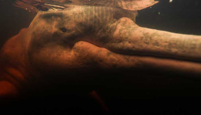 A red river dolphin (Inia geoffrensis) is pictured during a session led by physiotherapist Igor Simoes Andrade with young people with disabilities on the Rio Negro river in Iranduba, Amazonas state, Brazil. — AFP