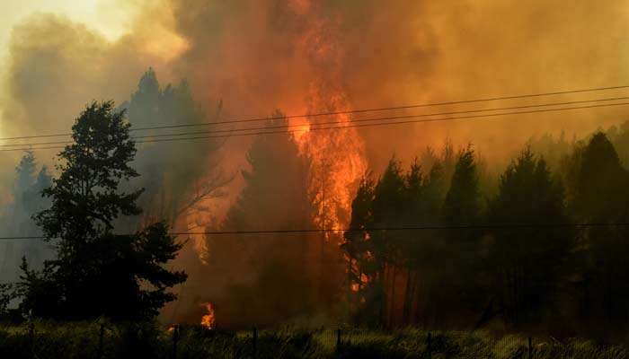 Smoke rises as fire burns among trees, following the spread of wildfires near Lautaro, Chile February 9, 2025. — Reuters