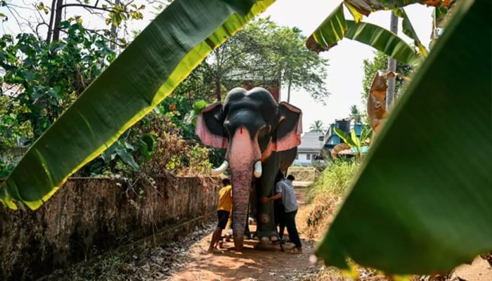 Workers seen with the robotic elephants outside the Chakkamparambu Bhagavathy temple in Thrissur, in Indias Kerala state. — AFP/File