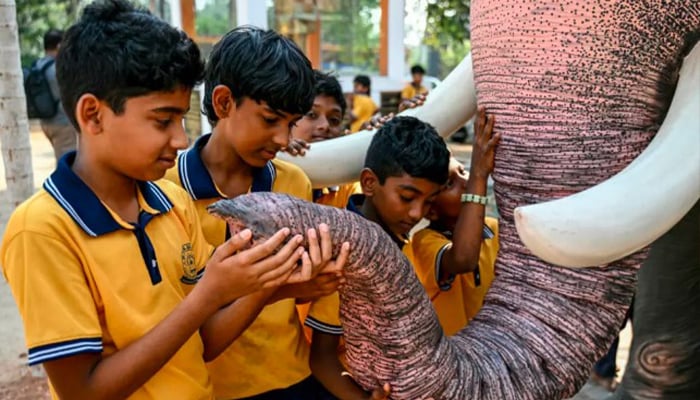 Boys look at the trunk of a robotic elephant newly provided by the Voice for Asian Elephants Society (VFAES), outside the Chakkamparambu Bhagavathy temple in Thrissur, in Indias Kerala state. — AFP/File