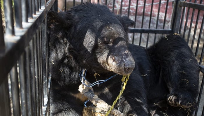 Rocky the bear can be seen resting in a cage. — FOUR PAWS