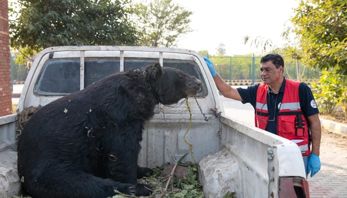 Rocky the bear placed in a vehicle as one of the rescuers look at him. — FOUR PAWS