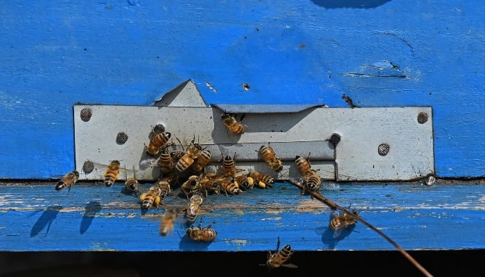 A colony of honey bees pictured on a farm at Lak Mor village in Sargodha district of Punjab. — AFP/File