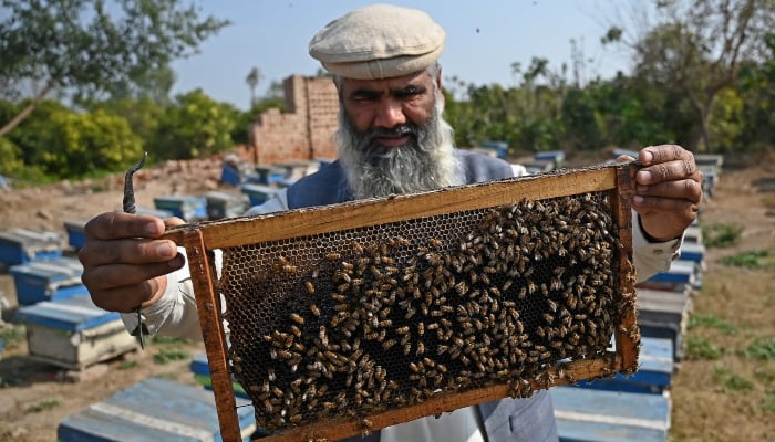 Malik Hussain Khan, a beekeeper, checking beehives in a honeybee farm at Lak Mor village in Sargodha district of Punjab. — AFP/File