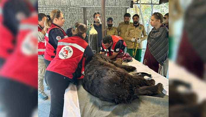 Global animal welfare organisation Four Paws rescue a 3-year-old Asian black bear on March 5, 2025. — Facebook@Islamabad Wildlife Management Board-IWMB