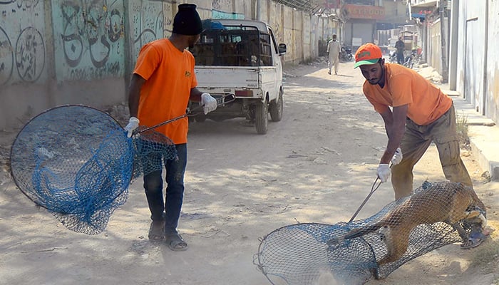 Workers of Rabies Control Program Sindh catch stray dogs during an operation against stray dogs in Karachi on January 22, 2025. — PPI