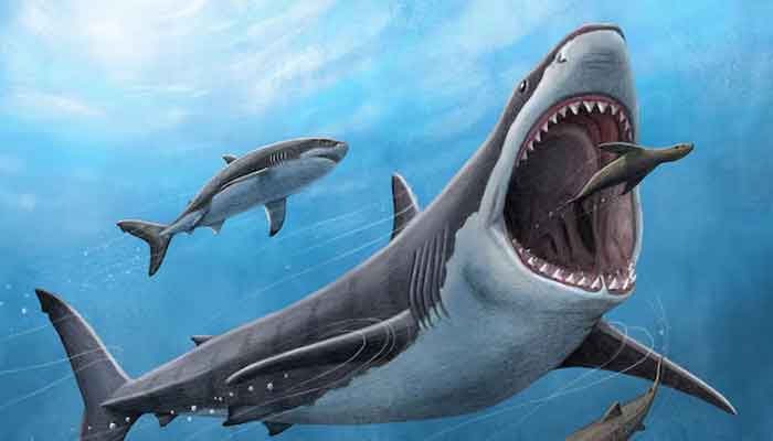 An illustration shows the large extinct shark megalodon, Otodus megalodon, preying on a seal in this picture obtained by Reuters on June 27, 2023. — Reuters