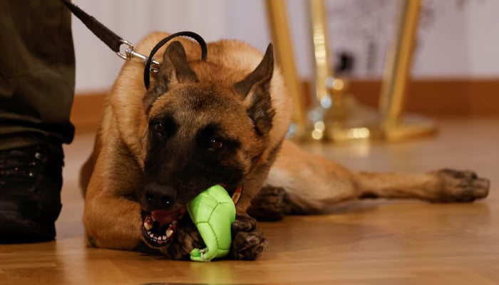 Representational image of a dog named Fantasy, a sniffer dog trained to detect the coronavirus disease (COVID-19), sits next to a trainer during a news conference in Vienna, Austria November 2, 2021. — Reuters