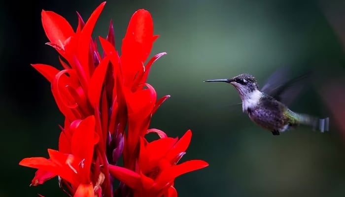 A hummingbird hovers while feeding on a blooming Canna lily plant in the early morning in Nyack, New York, US, September 18, 2024. — Reuters