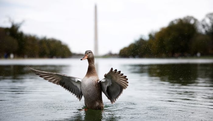 A duck spreads its wings in the Reflecting pool with the Washington Monument in the background on the National Mall in Washington, DC, US, November 24, 2024. — Reuters