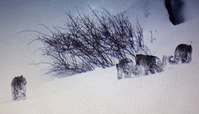 Four snow leopards, a female with her three male cubs, captured in a single frame in Gilgit Baltistan. — Reporter